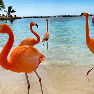 Yoyita Aruba (adults Only) Casa de hóspedes